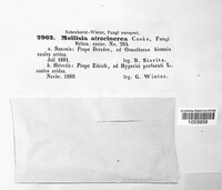 Mollisia polygoni image